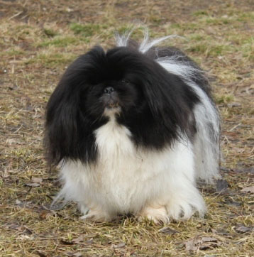 щенки пекинеса