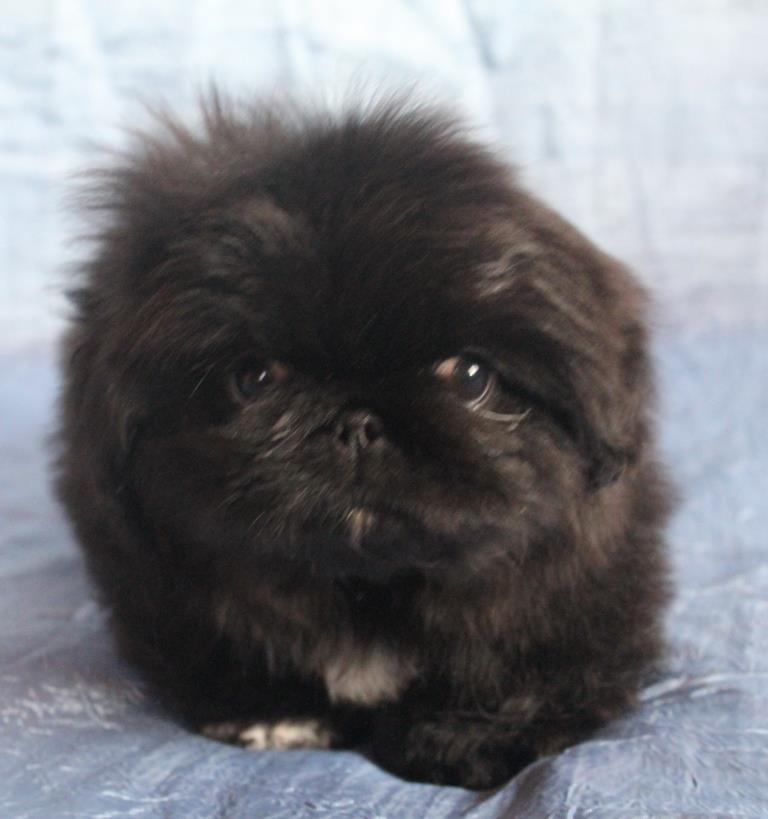 купить щенка пекинеса