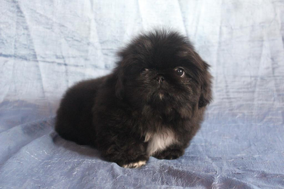 купить щенка пекинеса