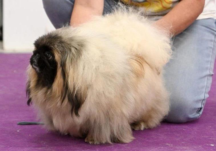 щенки пекинеса