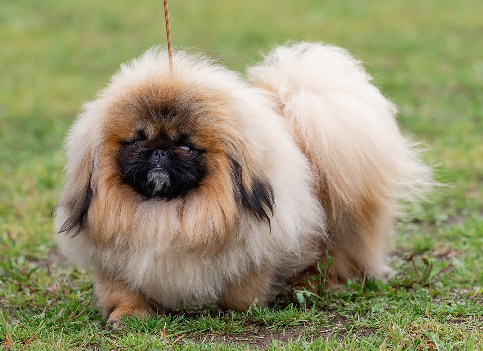 Щенки Пекинеса