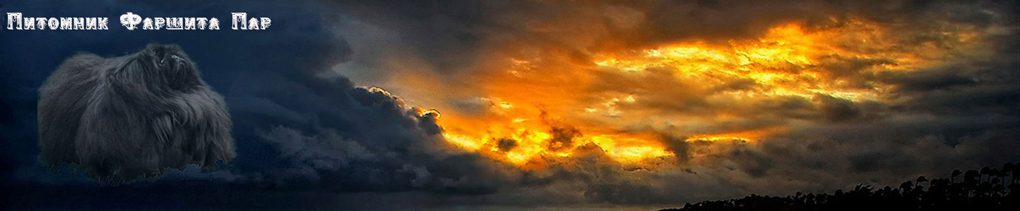 пекинес, щенки пекинеса