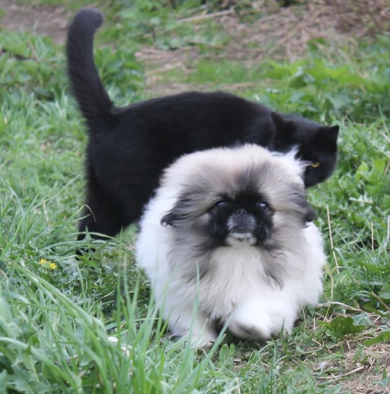 купить щенка пекинеса