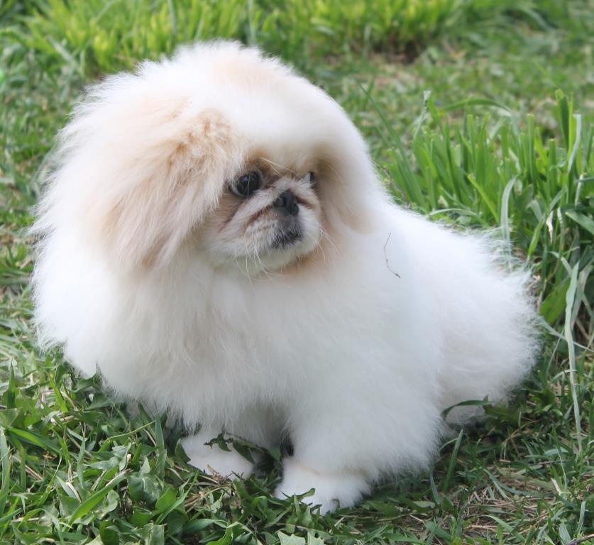Купить щенка пекинеса